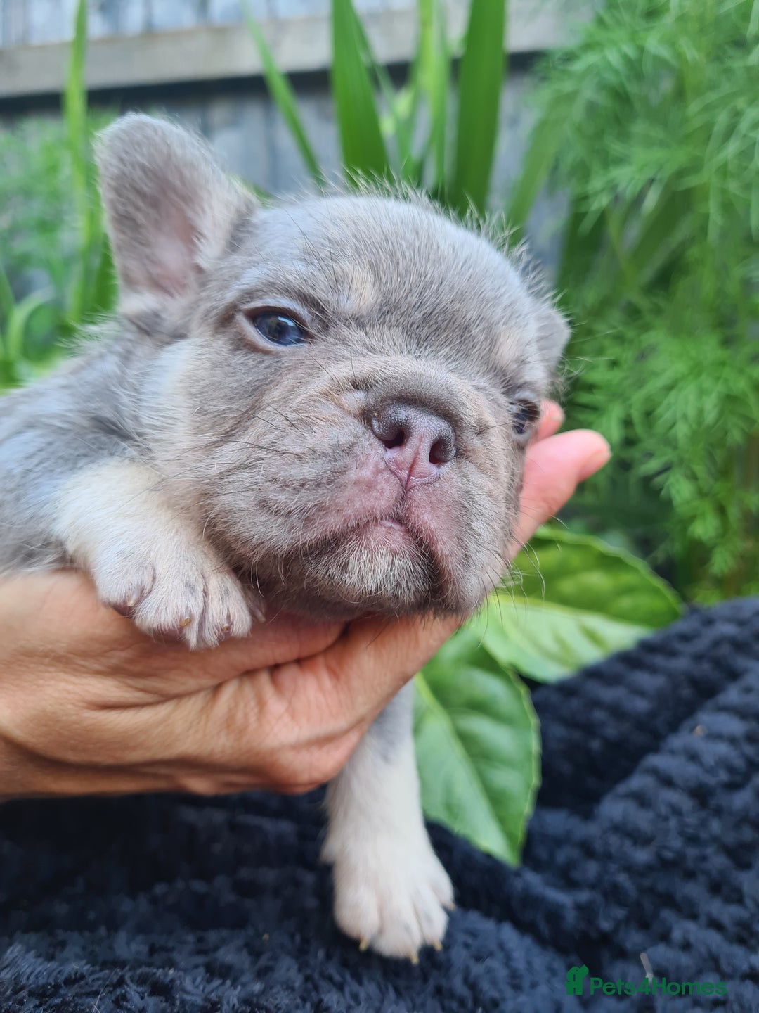 French Bulldog dogs for sale: Big Perm, fluffy and furnished frenchies  - Image 9