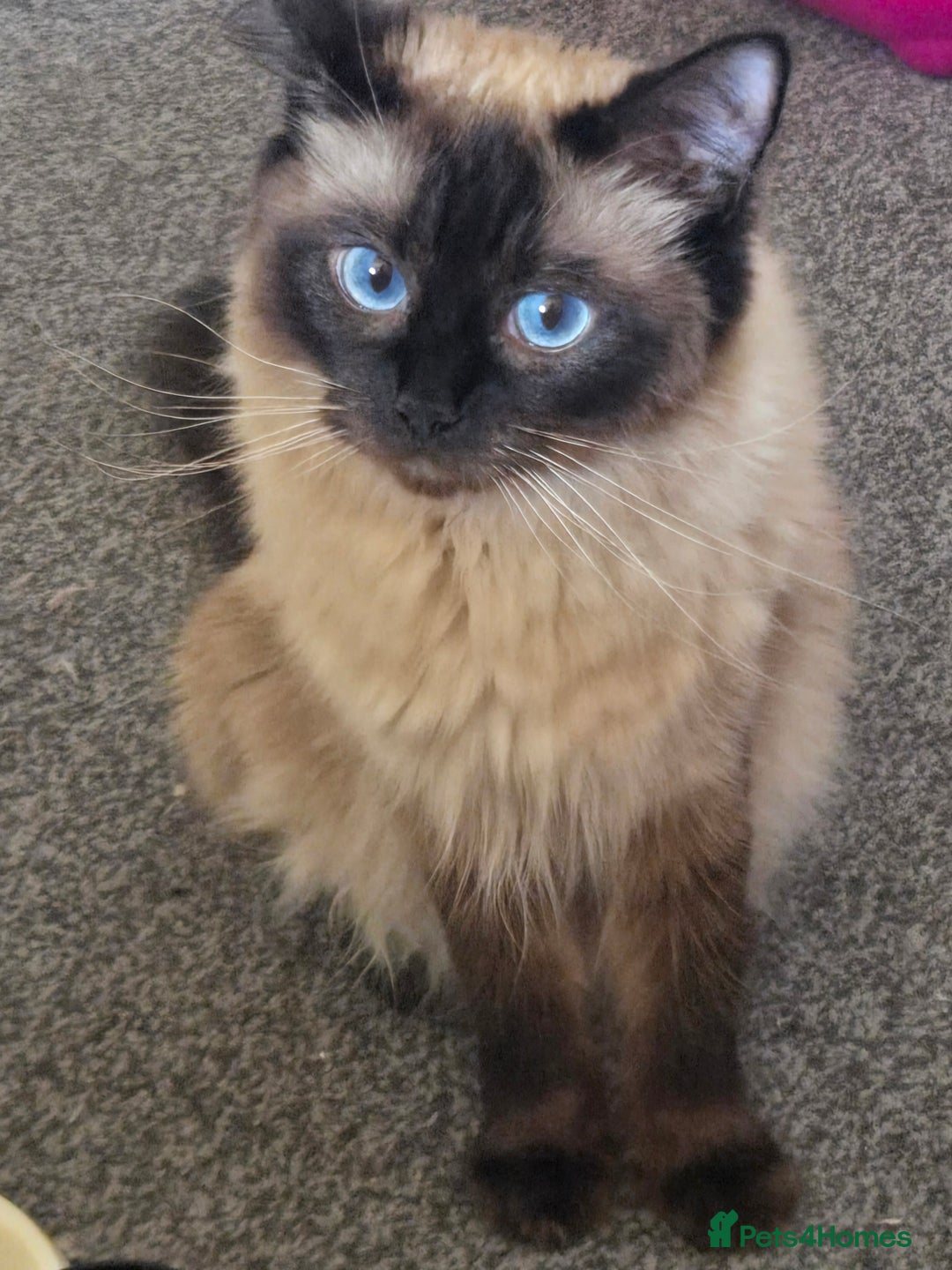 Ragdoll cats for sale: Purebred Ragdoll kittens, blue, seal, Lynx mitted - Image 20