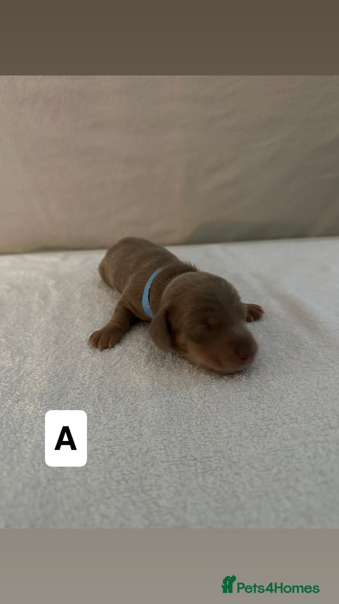 Dachshund dogs for sale: 6 Dachshund Puppies - Advert 4