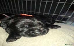 Mixed Breed dogs for sale: Luna pups - Image 8