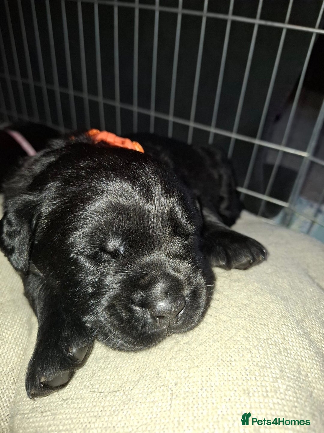 Mixed Breed dogs for sale: Luna pups - Image 8