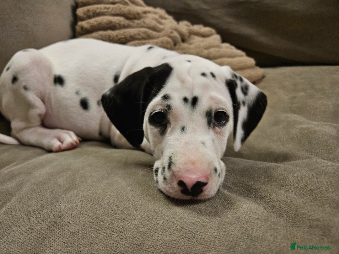 Dalmatian dogs for sale: beautiful dalmatian puppies - Advert 29