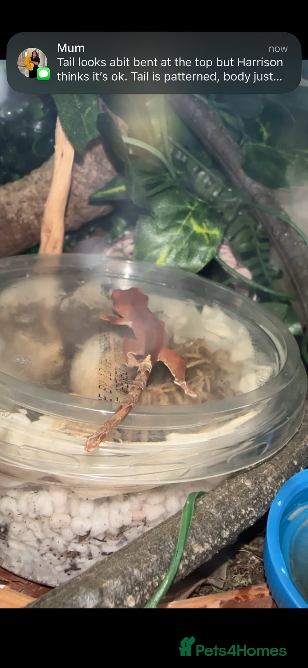 Gecko reptiles for sale: Crested geckos - Image 4