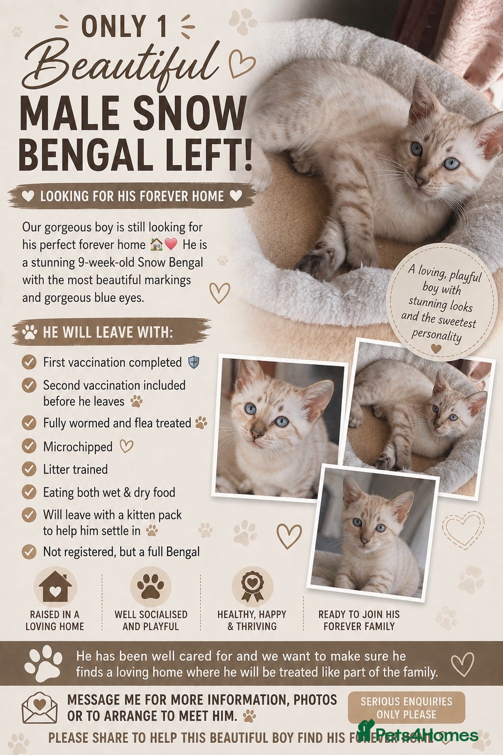 Bengal cats 2 stunning male snow bengal kittens  - Advert 12