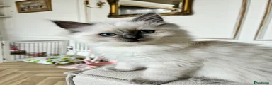 Ragdoll Kitten 3 (Basil)