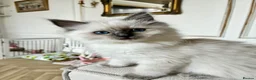 Ragdoll cats for sale: Fluffy, Cute Ragdolls for sale. Indoor Only 🧸 - Advert 15