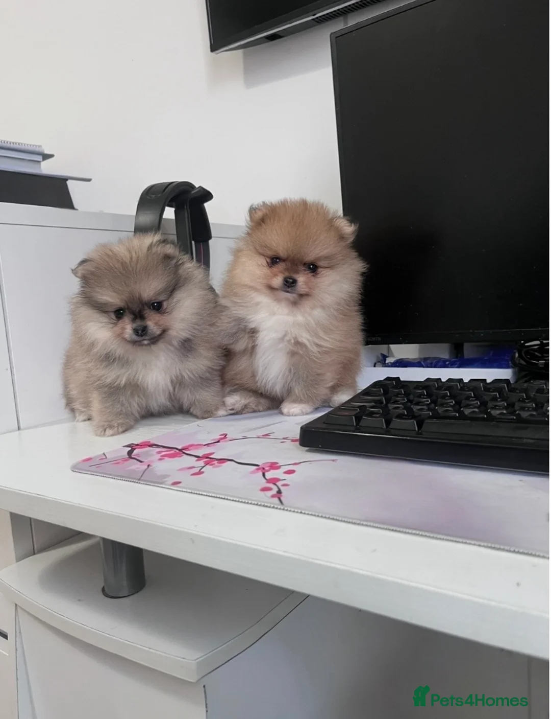 Pomeranian dogs for sale: Top Quality 🐻 Teddy Faced  - Advert 8