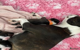 Boston Terrier dogs for sale:  🩷 KC reg gorgeous Boston terrier puppies  💙 - Image 13