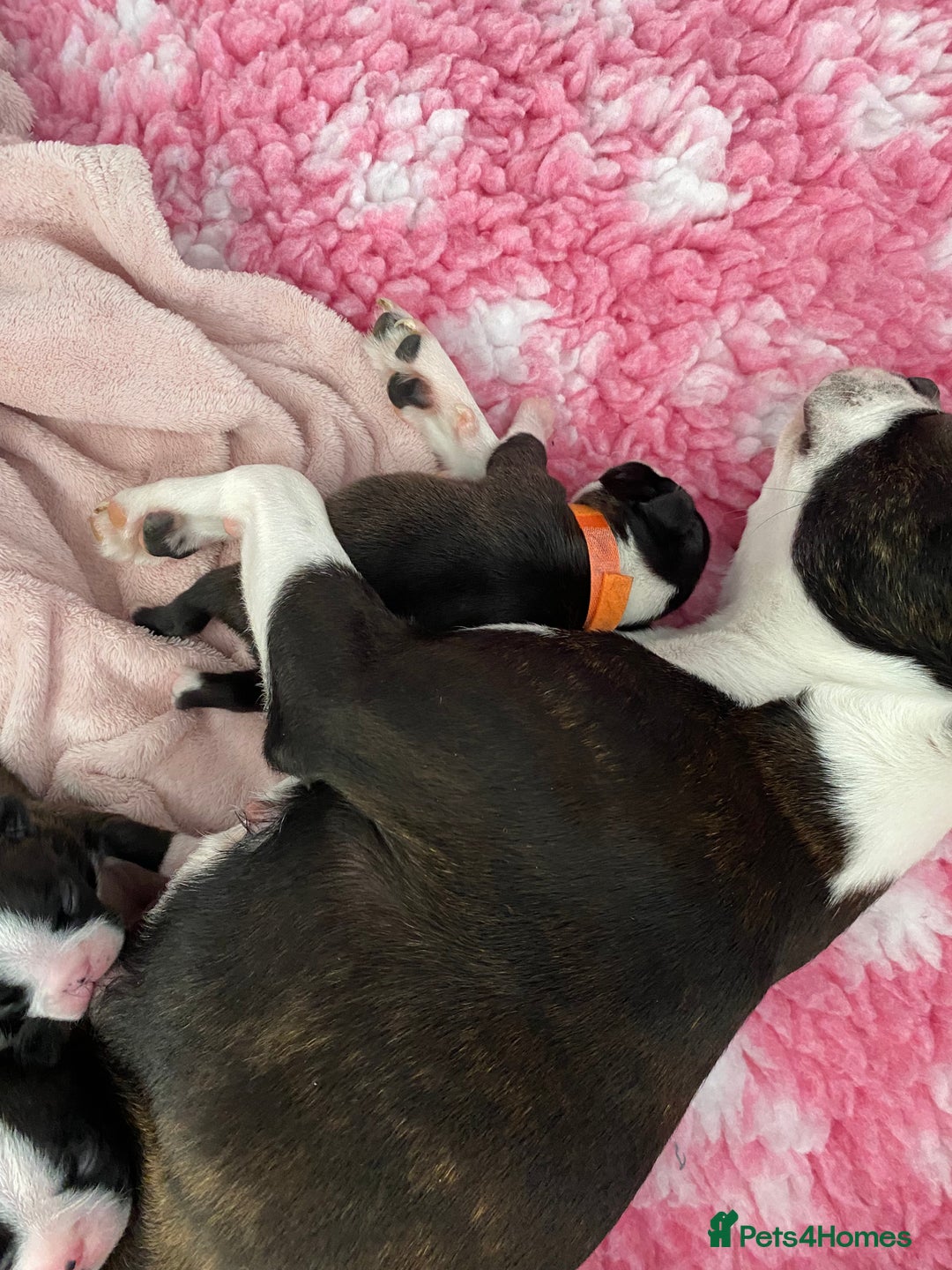 Boston Terrier dogs for sale:  🩷 KC reg gorgeous Boston terrier puppies  💙 - Image 13