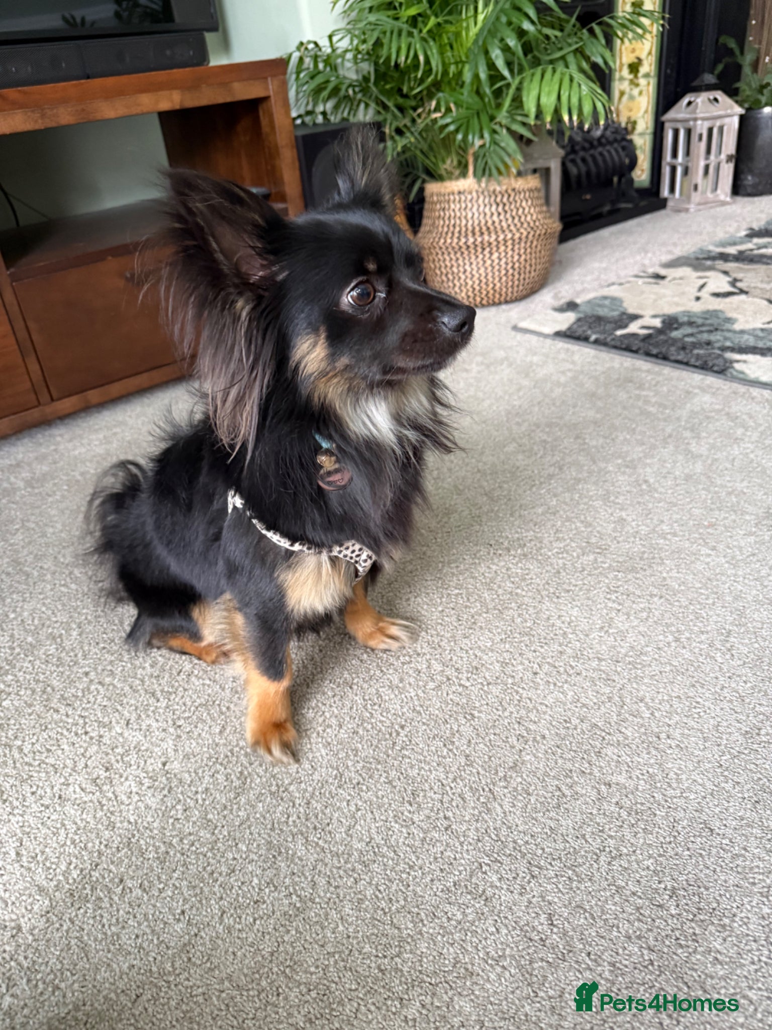 Chihuahua dogs Long haired chihuahua for stud - Advert 2