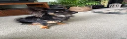 Chihuahua dogs for stud: Long haired chihuahua for stud - Advert 1