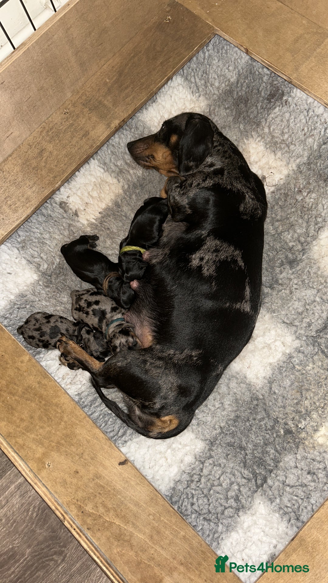 Miniature Dachshund dogs for sale: 2 Stunning Black and Tan Boys available🤎🖤 - Advert 6