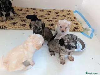Mixed Breed dogs Yorkipoos - Advert 1