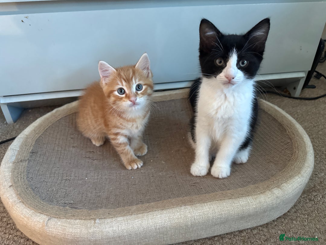 Mixed Breed cats for sale: 2 lovely kittens looking for a new home - Image 2