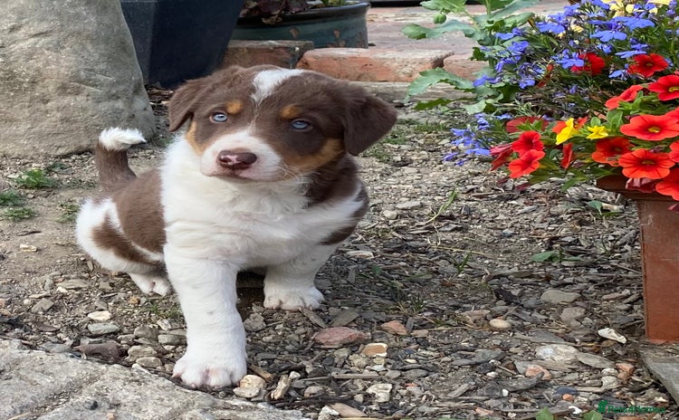 Welsh Collie dogs - Advert 1