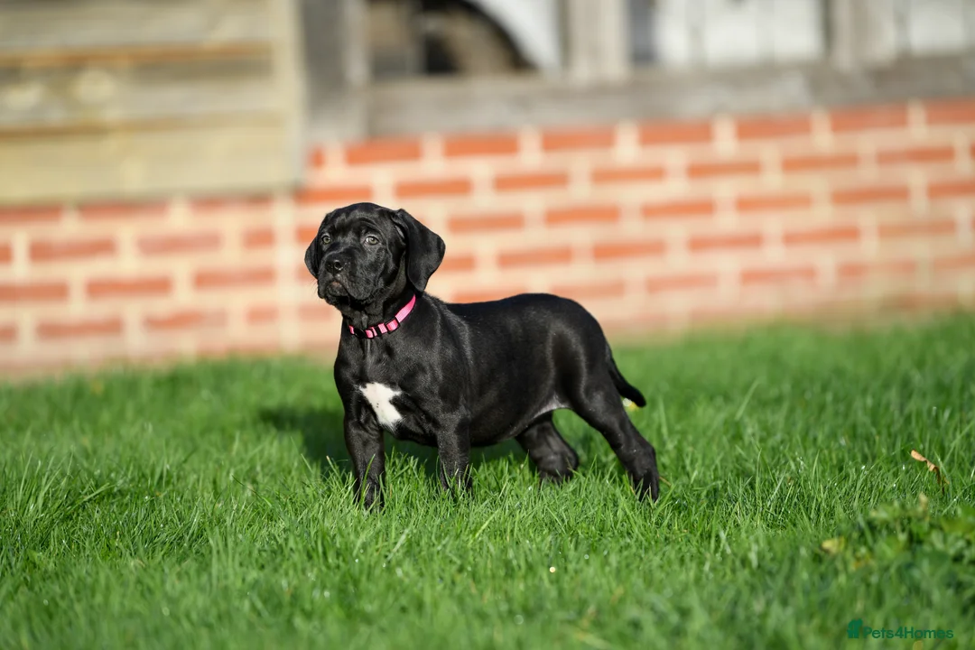 Cane Corso dogs for sale: Elite cane corso puppies  - Advert 5