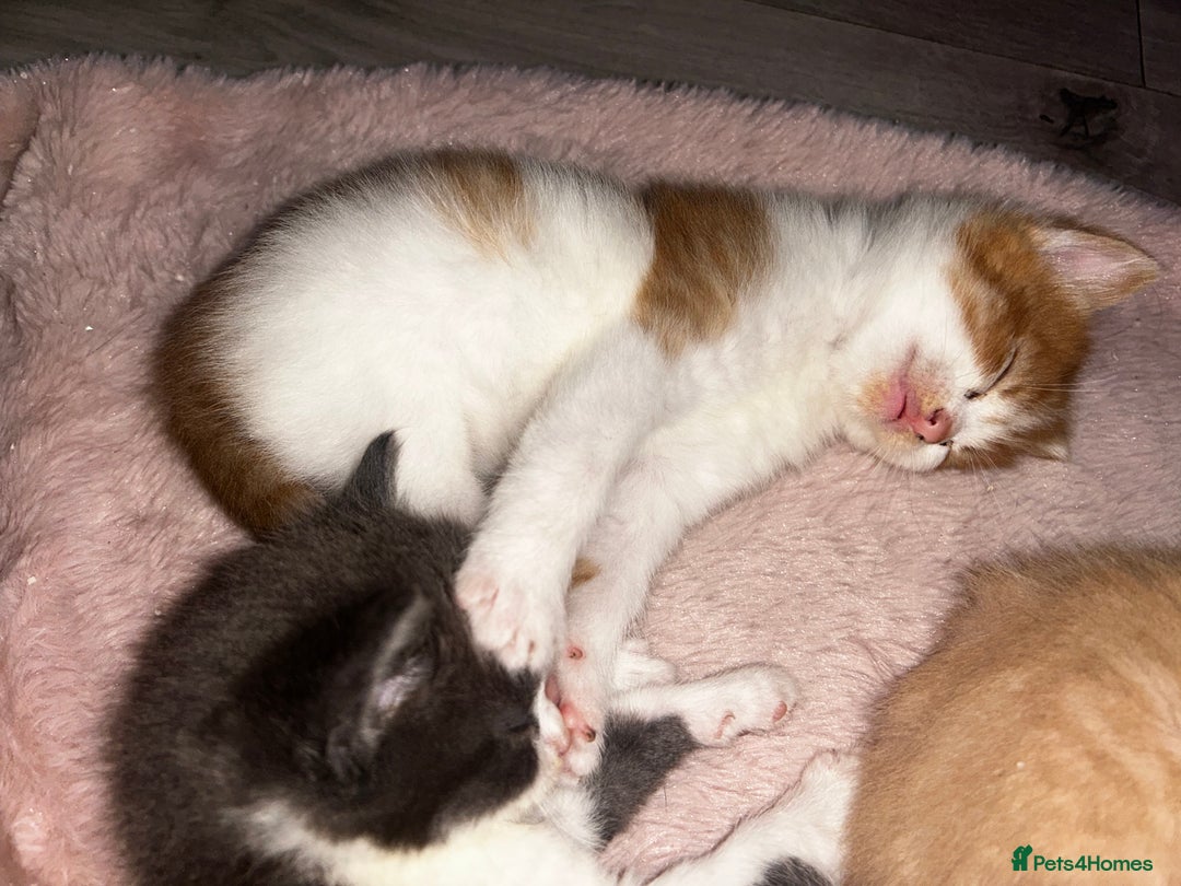 British Shorthair cats for sale: Four Adorable Kittens 🤍 - Advert 13