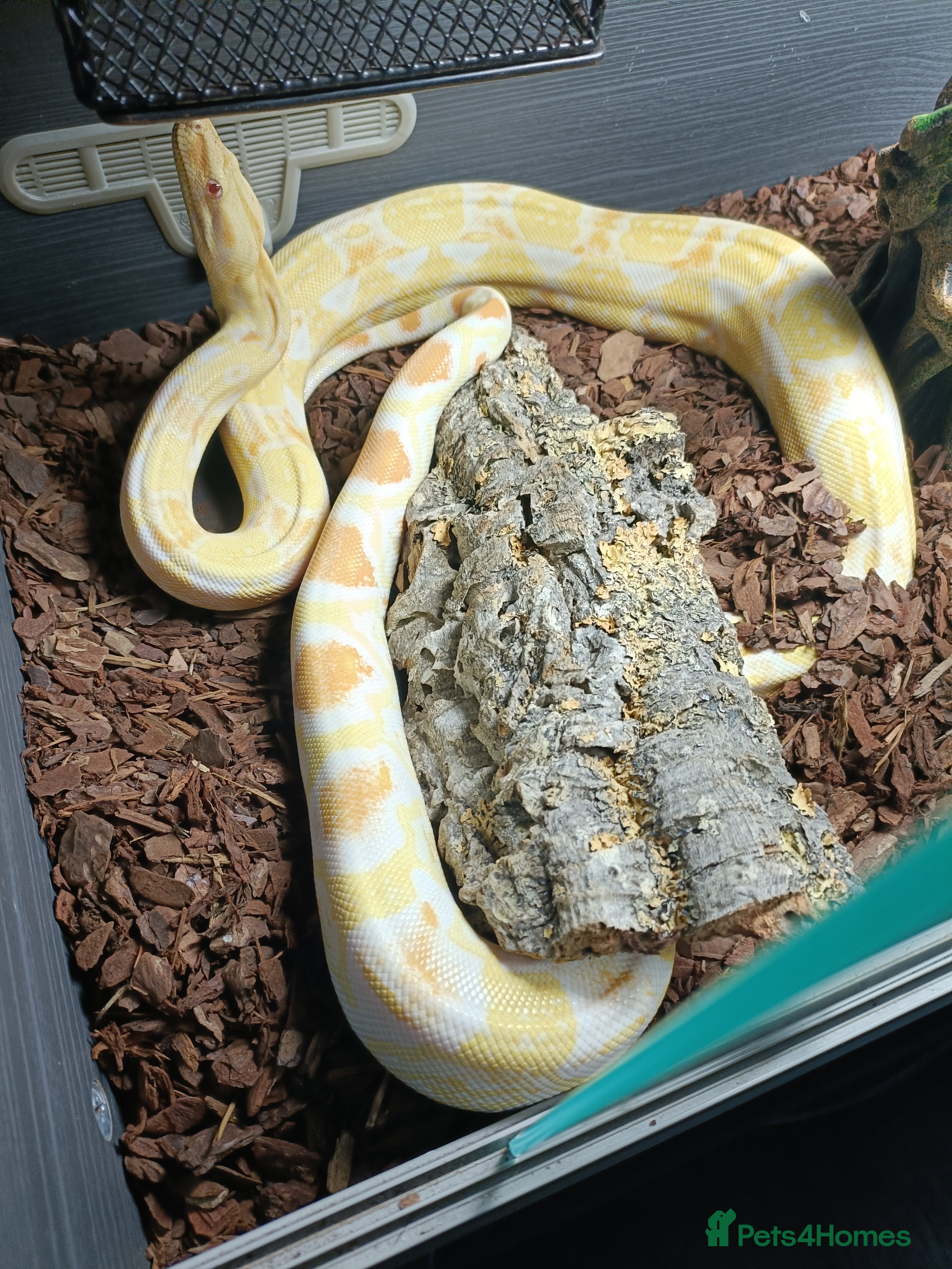 Boa Snake reptiles 3 years old Albino Red Tail Boa Constrictor  - Advert 3