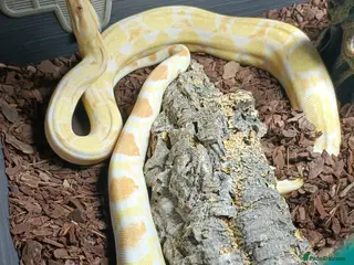 Boa Snake reptiles 3 years old Albino Red Tail Boa Constrictor - Advert 3