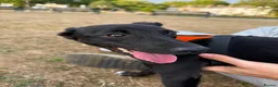 Mixed Breed dogs for adoption: Violet for adoption in Southend-on-Sea - Advert 7