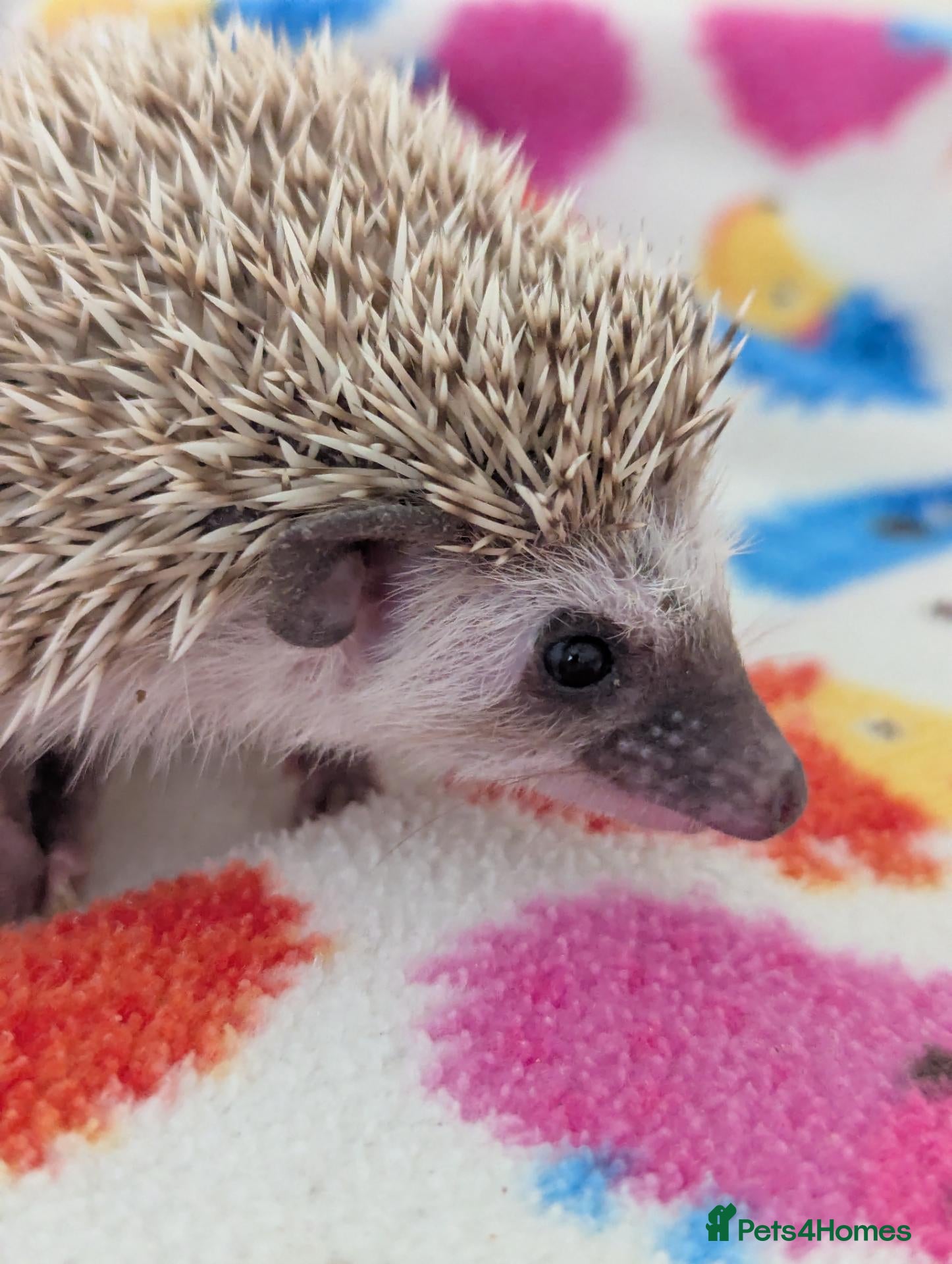 Pygmy Hedgehog rodents 11/12 Week Old Baby Hoglets REDUCED TO £170 !!! - Advert 2