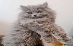 British Longhair cats for sale: TICA Beautiful Blue British Longhair Female - Image 14