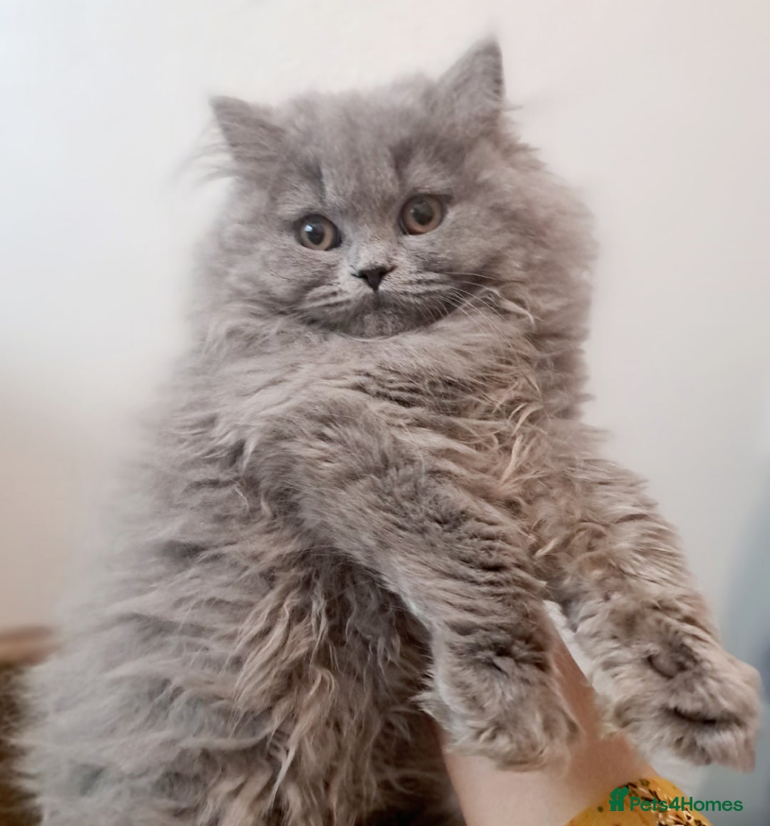 British Longhair cats for sale: TICA Beautiful Blue British Longhair Female - Image 14