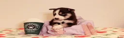 Siberian Husky dogs for sale: Pedigree husky puppies  in Clacton-on-Sea - Advert 6