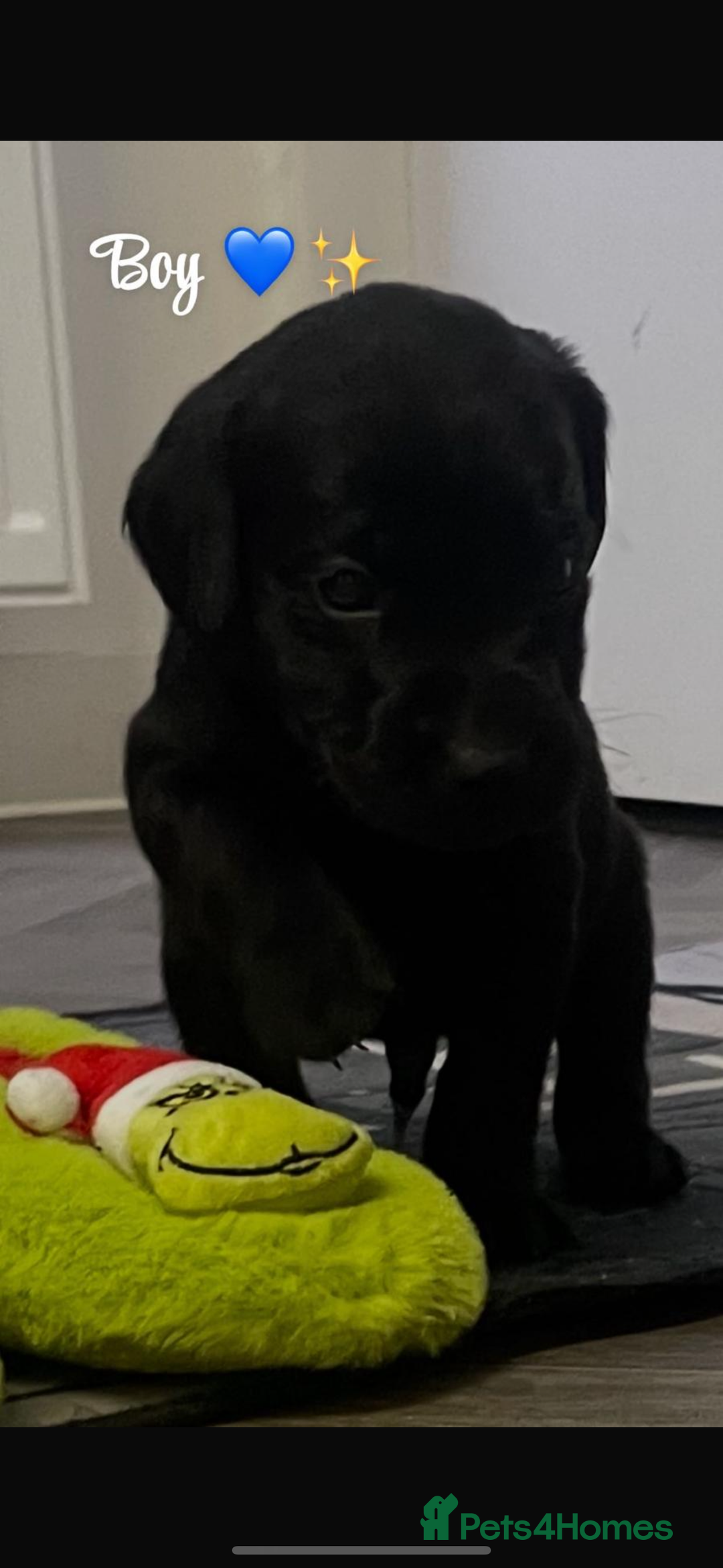 Labrador Retriever dogs for sale: Stunning lab pups - Advert 25