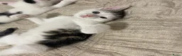 Mixed Breed cats for sale: 5 baby ready to be rehomed  - Advert 23