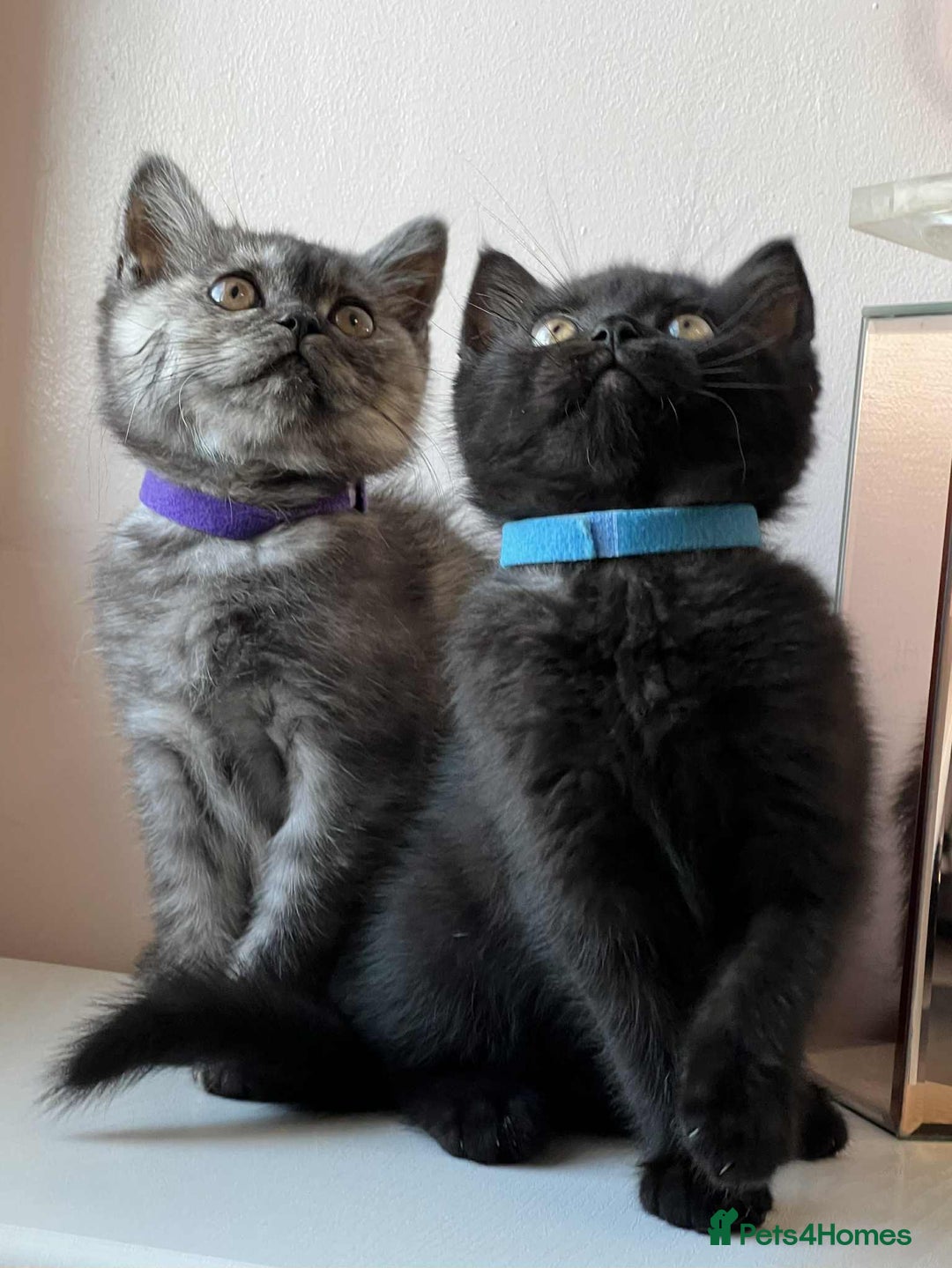 British Shorthair cats for sale: British Shorthair kittens - Image 5