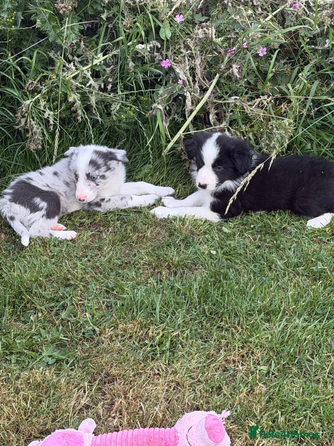 Border Collie dogs for sale: Beautiful Bouncy border collie puppies  - Advert 1