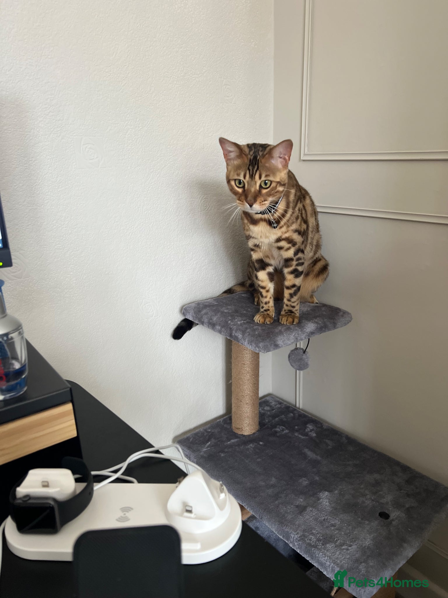 Bengal cats Bengal Cat For Sale - Advert 4