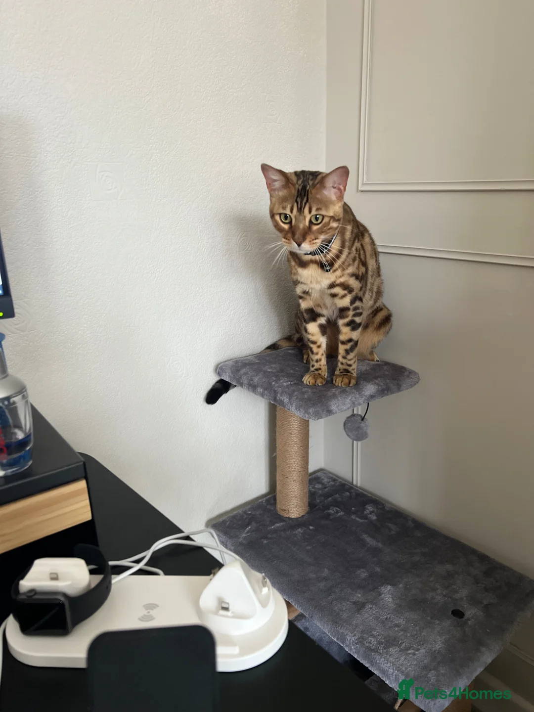 Bengal cats for sale: Bengal Cat For Sale - Advert 1