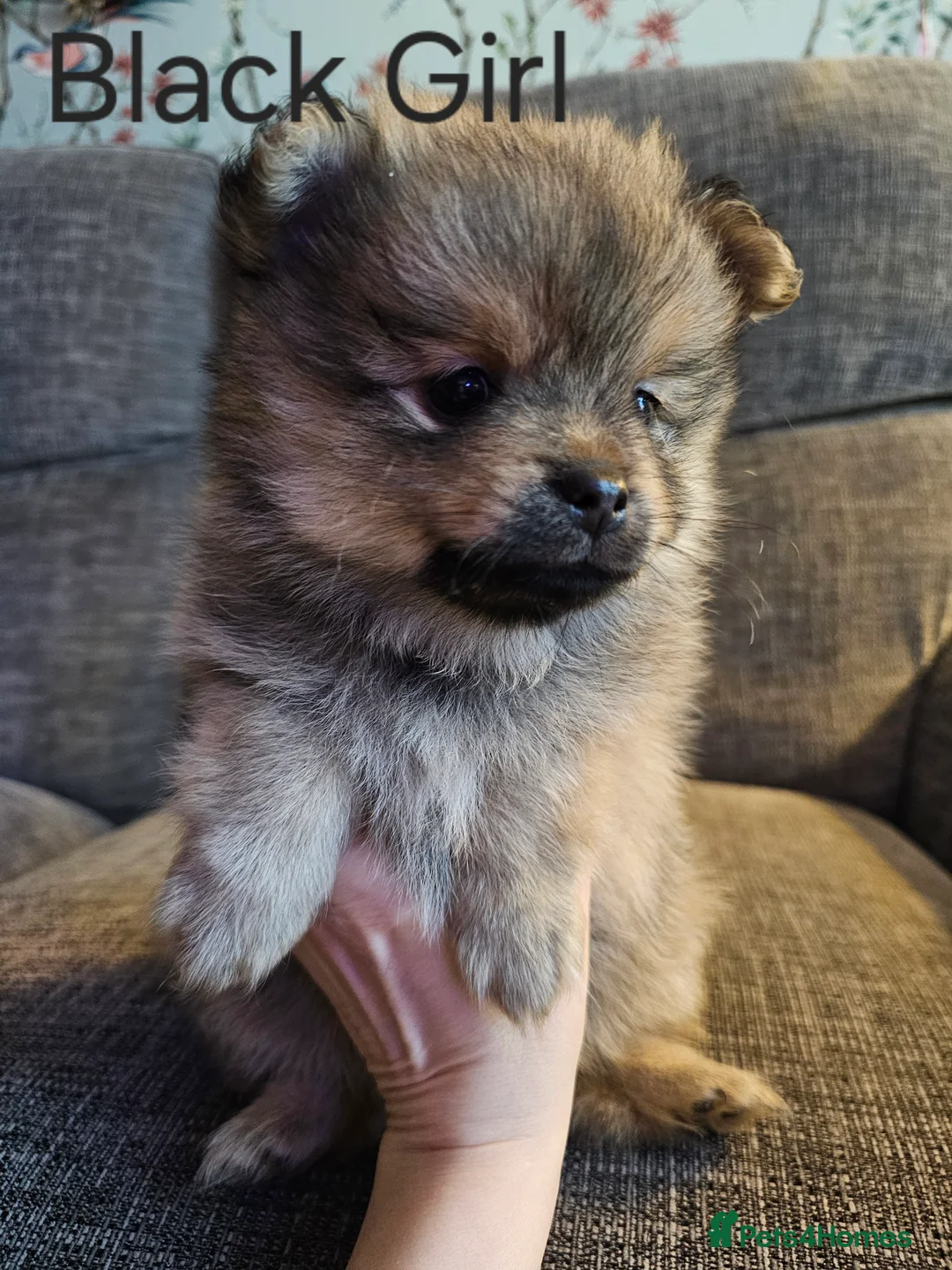Pomeranian dogs for sale: 4 baby pomeranians for sale - Advert 15