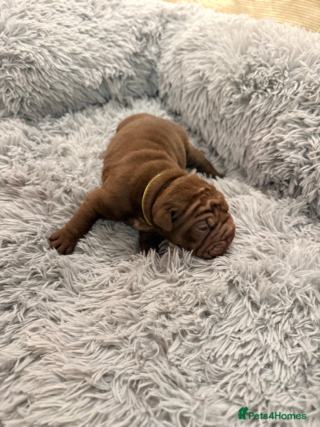 Mixed Breed dogs for sale: Gawjuss Bullpei Puppies 🐶 - Advert 13
