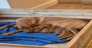 Labrador Retriever dogs Exceptional Dark Red Lab Puppy’s by Aglabs Icon  - Advert 4