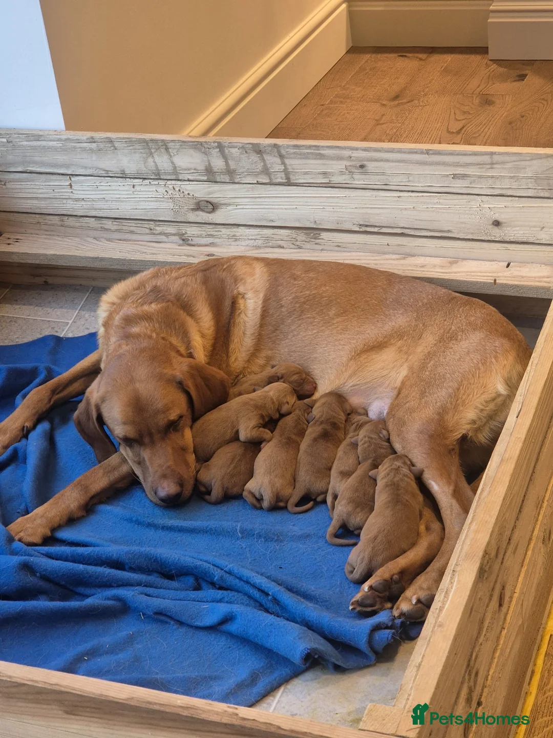 Labrador Retriever dogs for sale: Exceptional Dark Red Lab Puppy by Aglabs Icon  - Advert 4