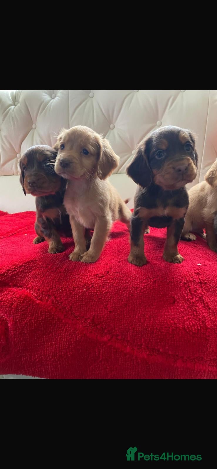 Cocker Spaniel dogs Beautiful litter of cocker spaniel puppys - Advert 3
