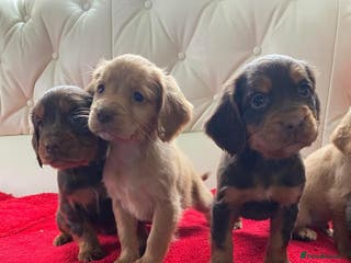 Cocker Spaniel dogs Beautiful litter of cocker spaniel puppys - Advert 3
