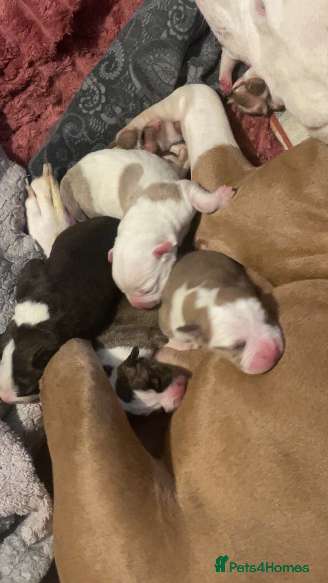 Mixed Breed dogs for sale: American Bulldog x Staffordshire Terrier puppies - Advert 10