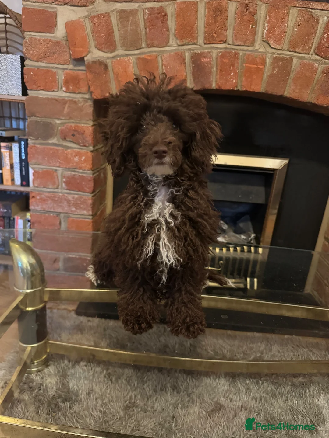 Toy Poodle dogs for sale: Rehoming KC chocolate toy poodle boy - Advert 2