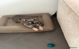 French Bulldog dogs for sale: French bulldog  - Image 3