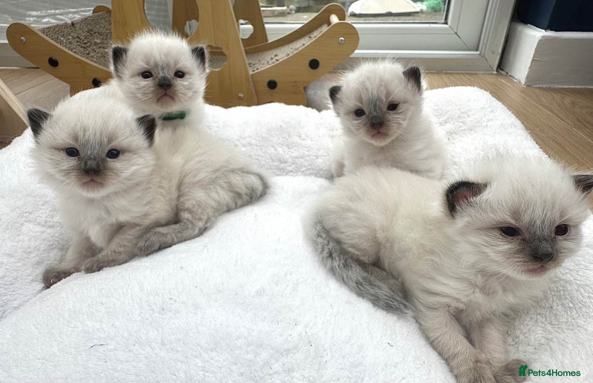 Ragdoll cats Ragdoll kittens  - Advert 9