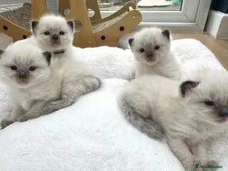 Ragdoll cats Ragdoll kittens - Advert 9