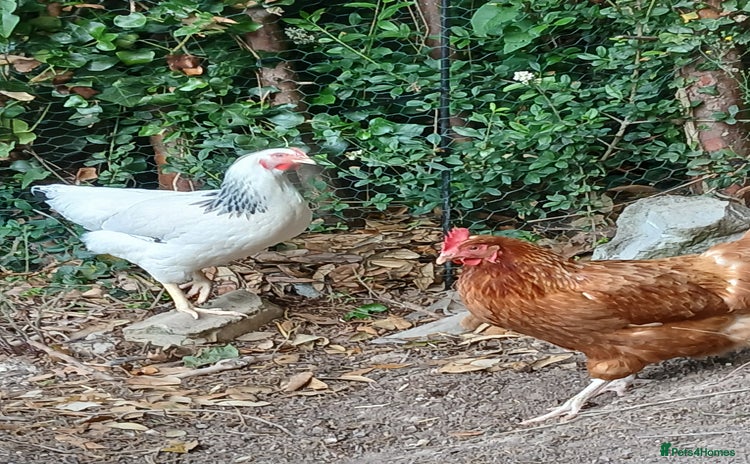 Chickens poultry - Advert 7