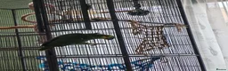 Parrots birds for sale: Amazon parrot Franco - Advert 4