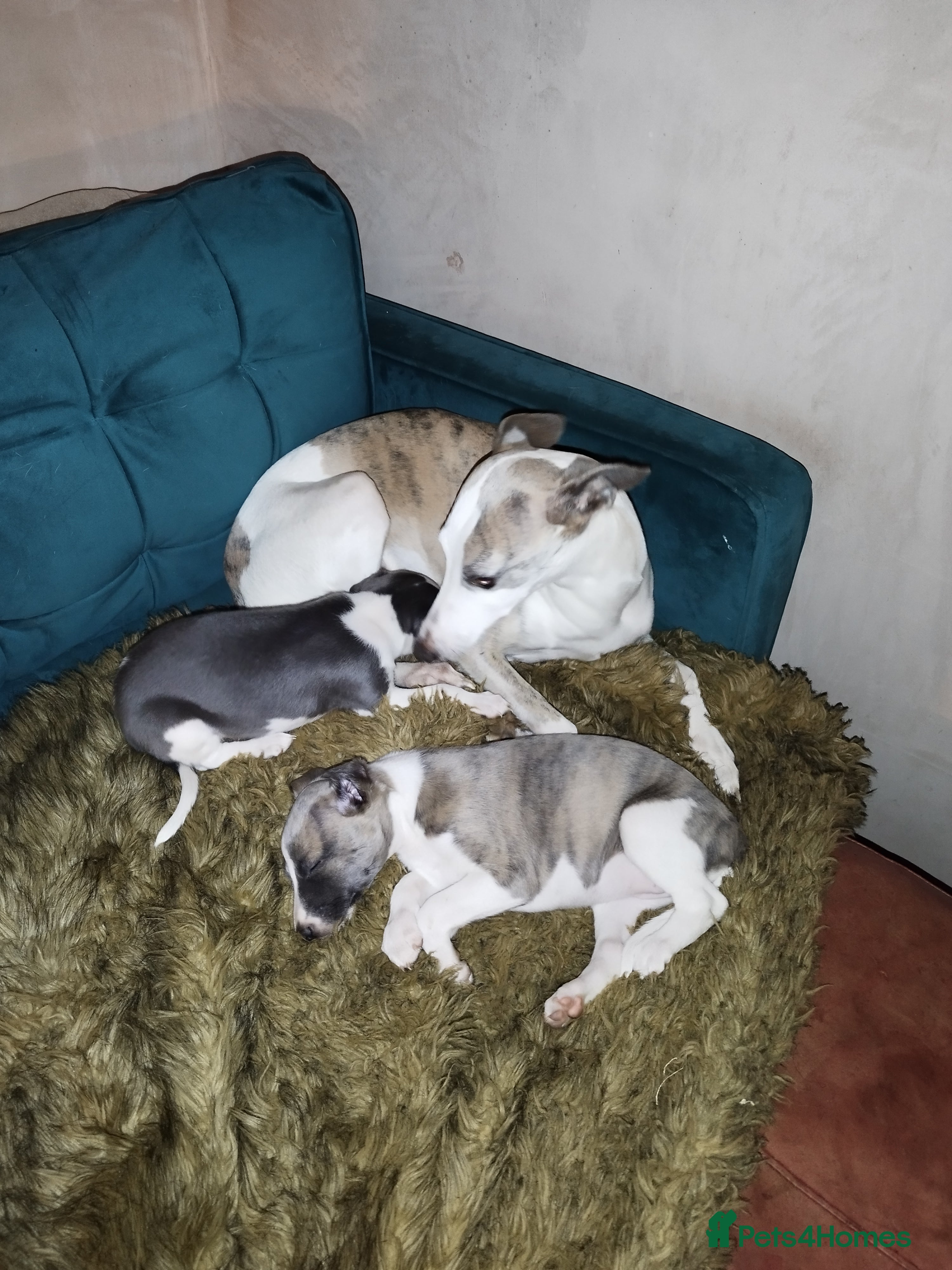 Whippet dogs Beautiful KC registered whippet puppies  - Advert 16