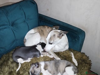 Whippet dogs Beautiful KC registered whippet puppies - Advert 2