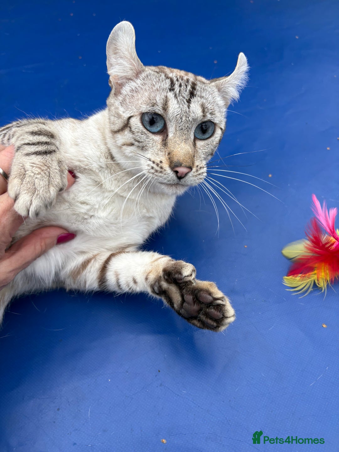 Keetso cats for sale: Superb polydactyl curled eared Keetso girl  - Image 3